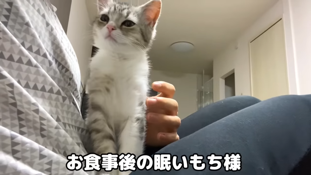 人間のトイレを使う猫 でテレビ出演も果たす 今一番人気のペット系youtube もちまる日記 美容 節約 暮らしのyou Tube動画ピックアップ紹介メディア Youpick